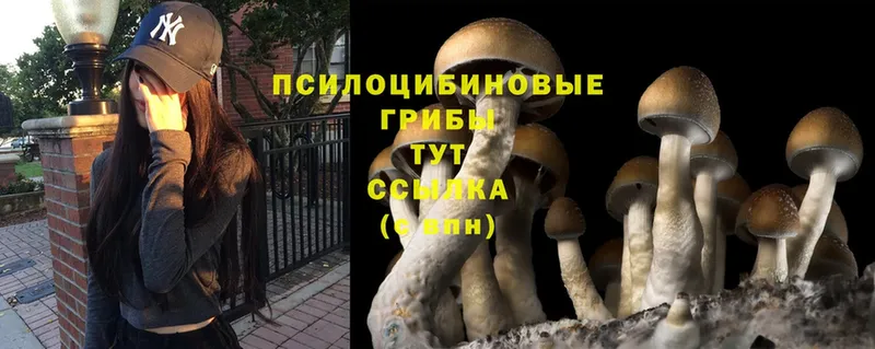 Псилоцибиновые грибы Psilocybine cubensis  хочу наркоту  Красногорск 